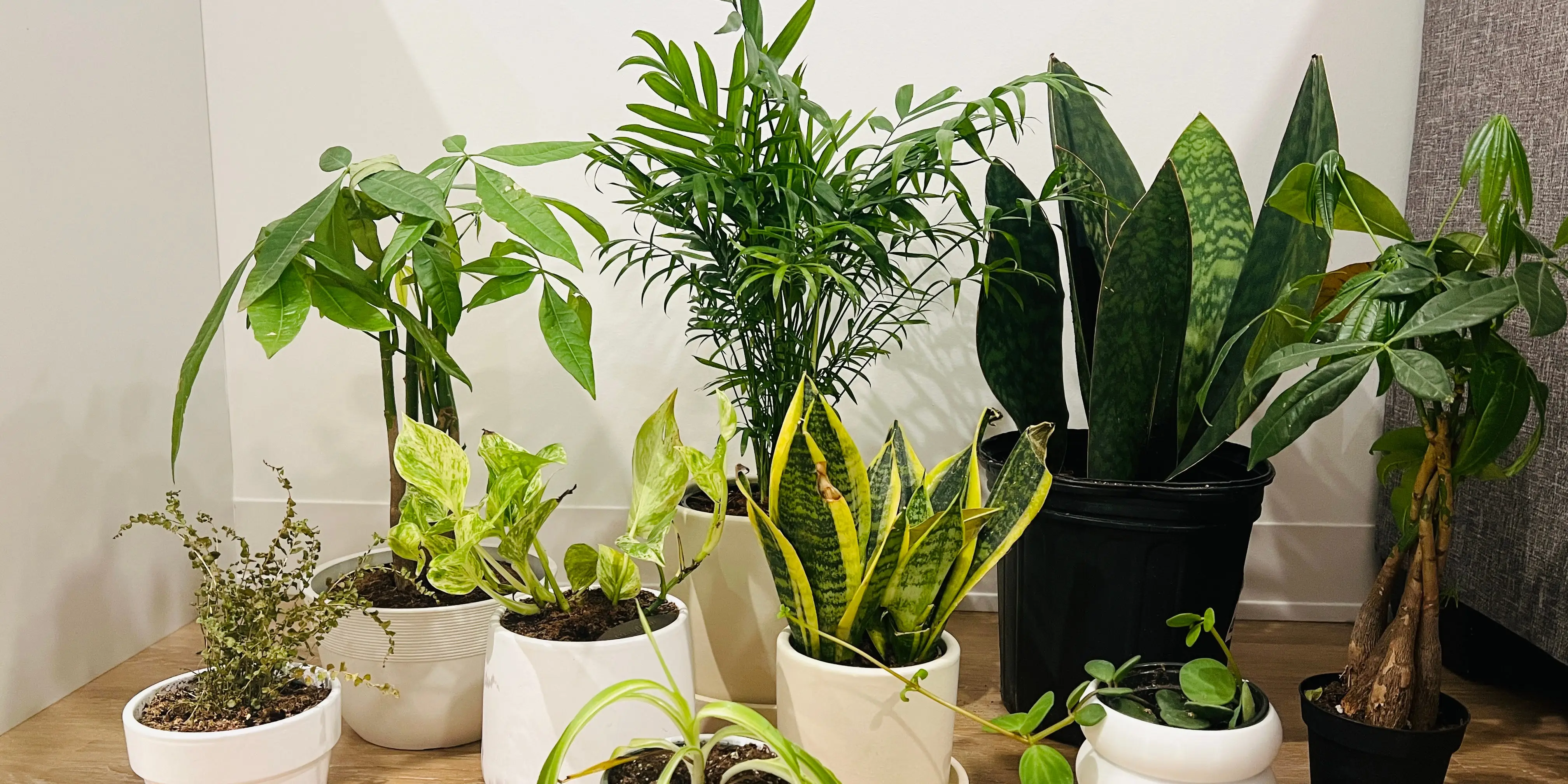 plants